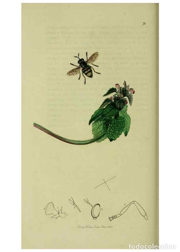 Collectionnisme de Revues et Journaux: Reproducci&oacute;n/Reproduction 49640412633: British entomology :. London,Printed for the author,1823-1840