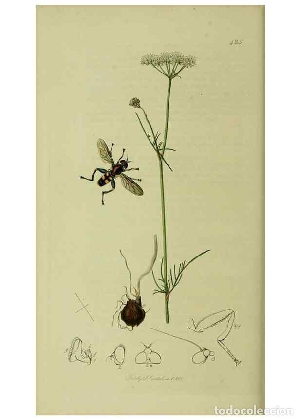 Collectionnisme de Revues et Journaux: Reproducci&oacute;n/Reproduction 49640413998: British entomology :. London,Printed for the author,1823-1840