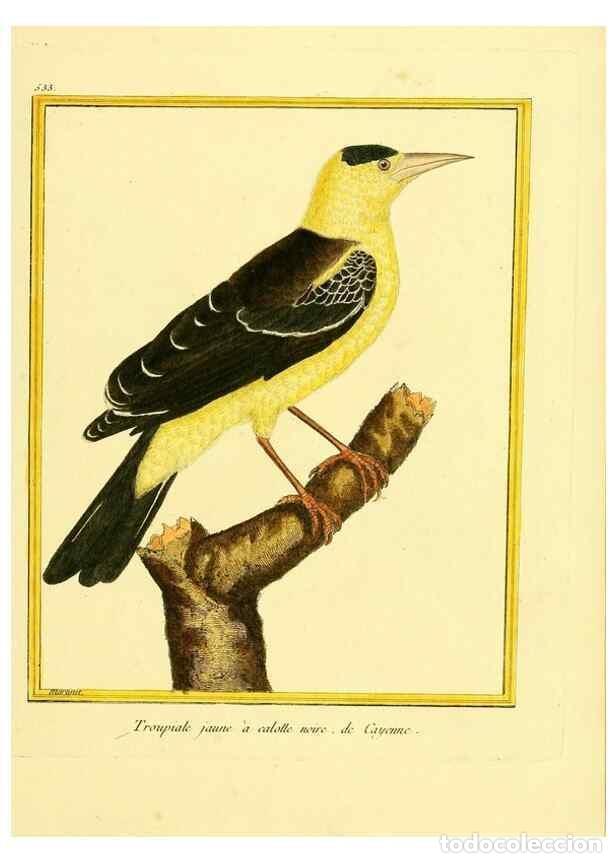 Collectionnisme de Revues et Journaux: Reproducci&oacute;n/Reproduction 49640014126: Planches enlumin&eacute;es d'histoire naturelle. Paris? :s.n.,1765-1