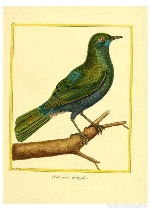 Collectionnisme de Revues et Journaux: Reproducci&oacute;n/Reproduction 49640022051: Planches enlumin&eacute;es d'histoire naturelle. Paris? :s.n.,1765-1