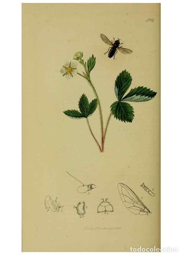 Collectionnisme de Revues et Journaux: Reproducci&oacute;n/Reproduction 49641213212: British entomology :. London,Printed for the author,1823-1840