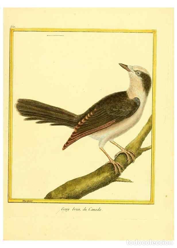 Collectionnisme de Revues et Journaux: Reproducci&oacute;n/Reproduction 49640286902: Planches enlumin&eacute;es d'histoire naturelle. Paris? :s.n.,1765-1