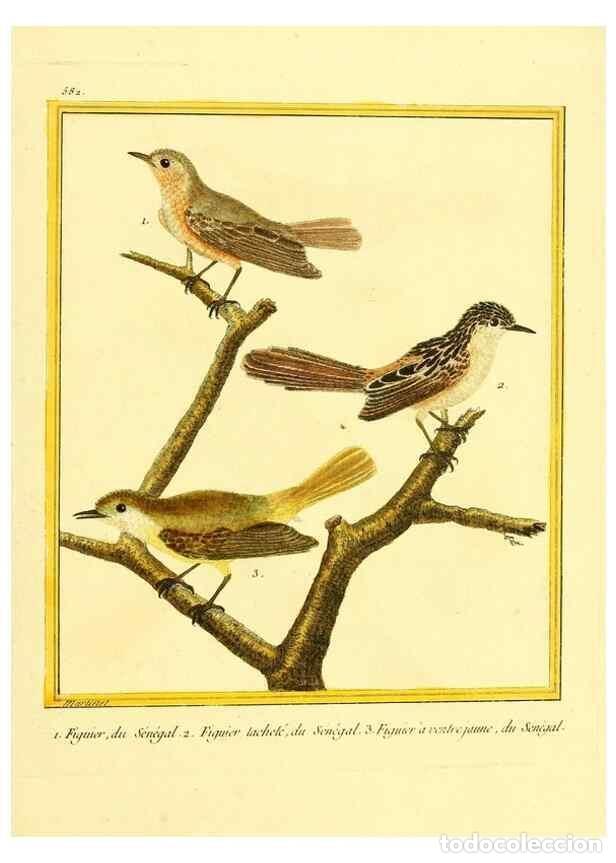 Collectionnisme de Revues et Journaux: Reproducci&oacute;n/Reproduction 49640300767: Planches enlumin&eacute;es d'histoire naturelle. Paris? :s.n.,1765-1