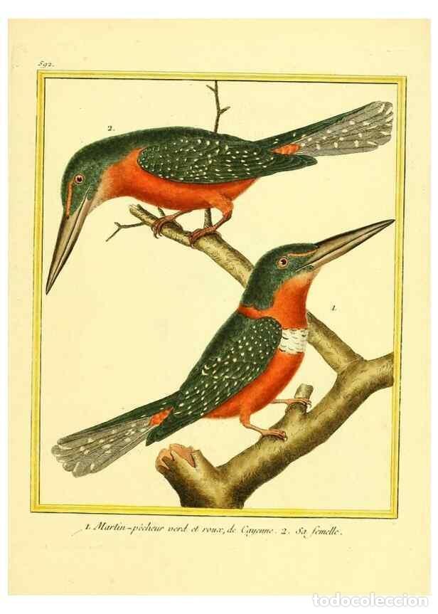 Collection Magazines and Newspapers: Reproducci&oacute;n/Reproduction 49640303372: Planches enlumin&eacute;es d'histoire naturelle. Paris? :s.n.,1765-1