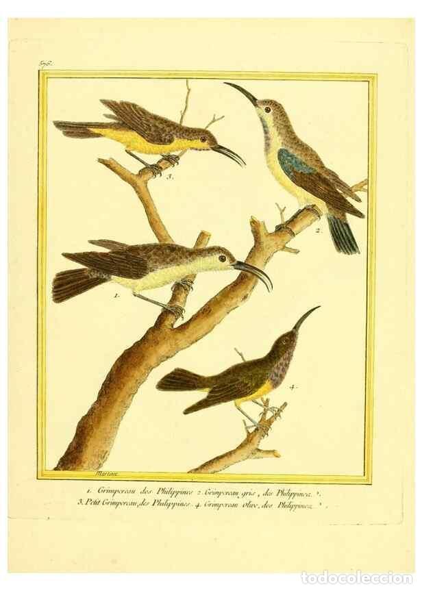 Collection Magazines and Newspapers: Reproducci&oacute;n/Reproduction 49640298987: Planches enlumin&eacute;es d'histoire naturelle. Paris? :s.n.,1765-1