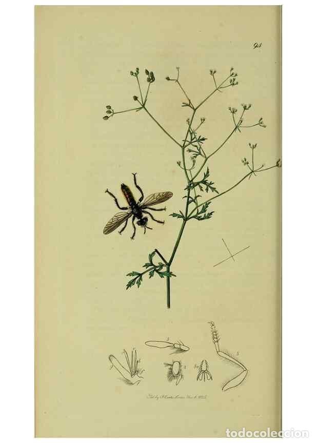 Collection Magazines and Newspapers: Reproducci&oacute;n/Reproduction 49641205952: British entomology :. London,Printed for the author,1823-1840