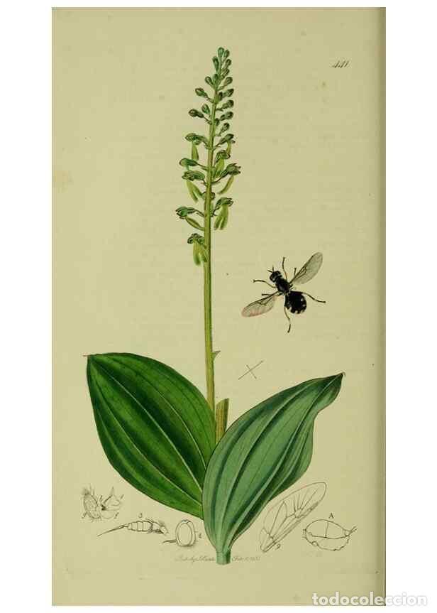 Collection Magazines and Newspapers: Reproducci&oacute;n/Reproduction 49640412028: British entomology :. London,Printed for the author,1823-1840