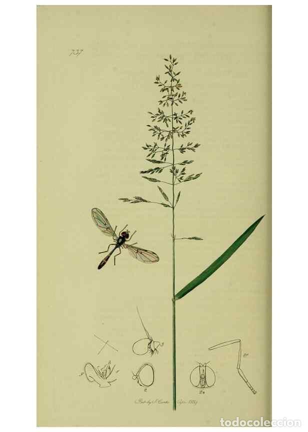 Collection Magazines and Newspapers: Reproducci&oacute;n/Reproduction 49640936096: British entomology :. London,Printed for the author,1823-1840