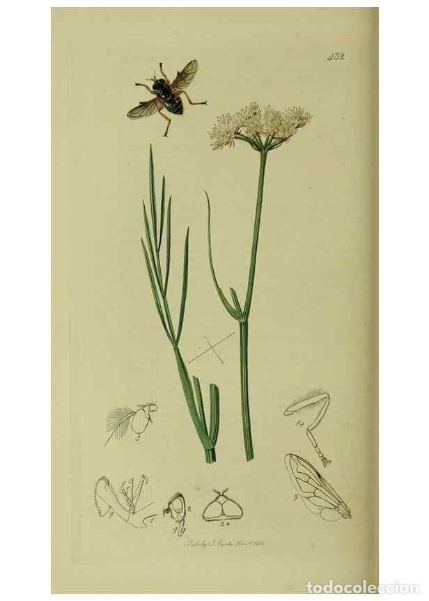 Collection Magazines and Newspapers: Reproducci&oacute;n/Reproduction 49641214527: British entomology :. London,Printed for the author,1823-1840