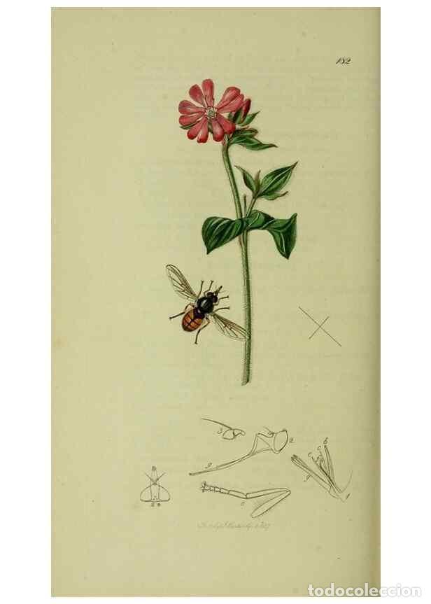 Collection Magazines and Newspapers: Reproducci&oacute;n/Reproduction 49640414788: British entomology :. London,Printed for the author,1823-1840