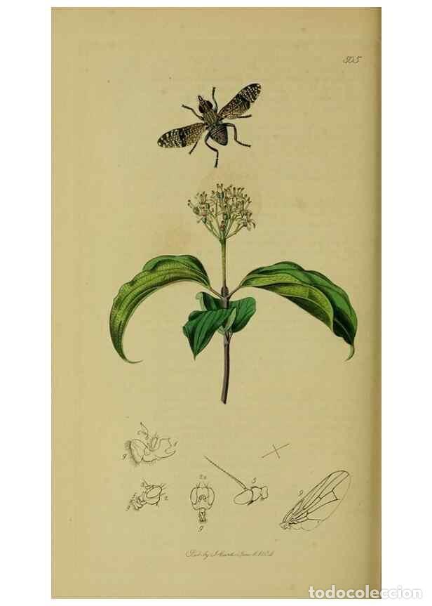 Collection Magazines and Newspapers: Reproducci&oacute;n/Reproduction 49640424558: British entomology :. London,Printed for the author,1823-1840