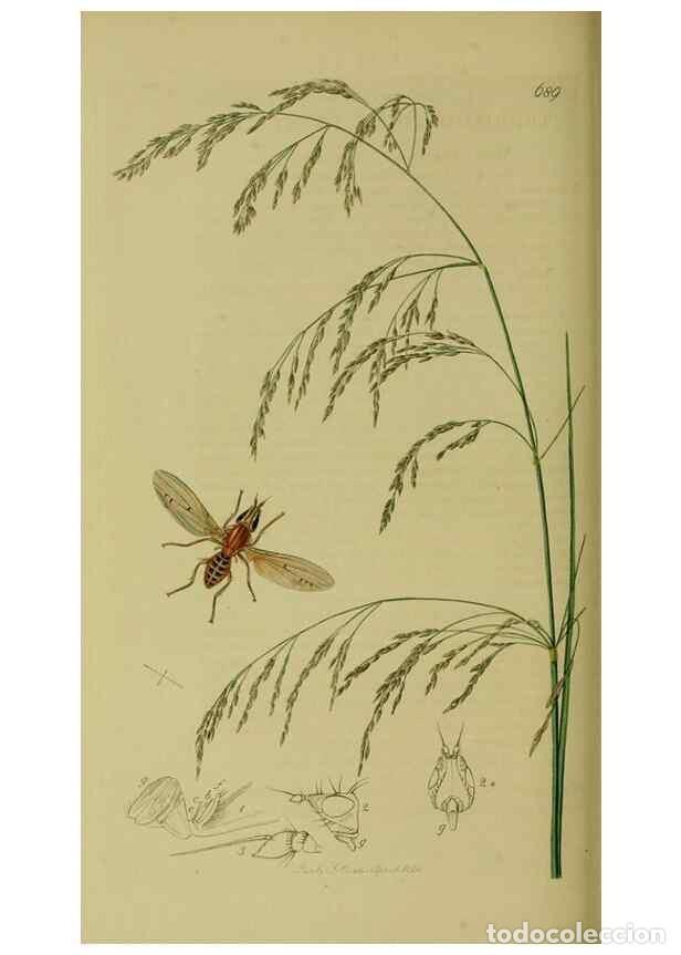 Collection Magazines and Newspapers: Reproducci&oacute;n/Reproduction 49640948716: British entomology :. London,Printed for the author,1823-1840