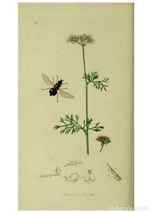 Collection Magazines and Newspapers: Reproducci&oacute;n/Reproduction 49640411693: British entomology :. London,Printed for the author,1823-1840