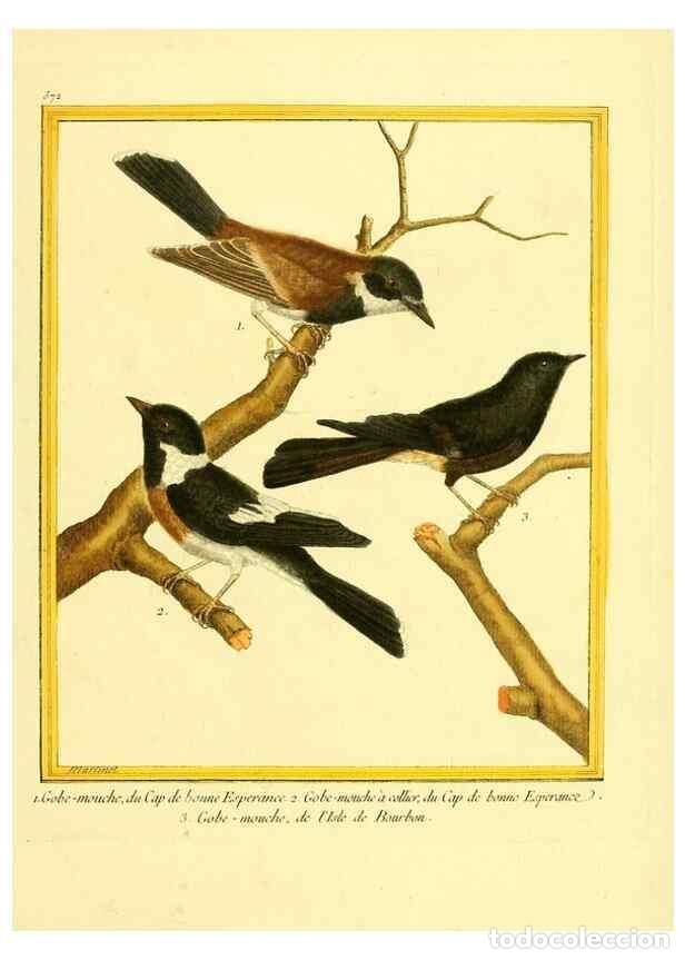 Collection Magazines and Newspapers: Reproducci&oacute;n/Reproduction 49639500113: Planches enlumin&eacute;es d'histoire naturelle. Paris? :s.n.,1765-1