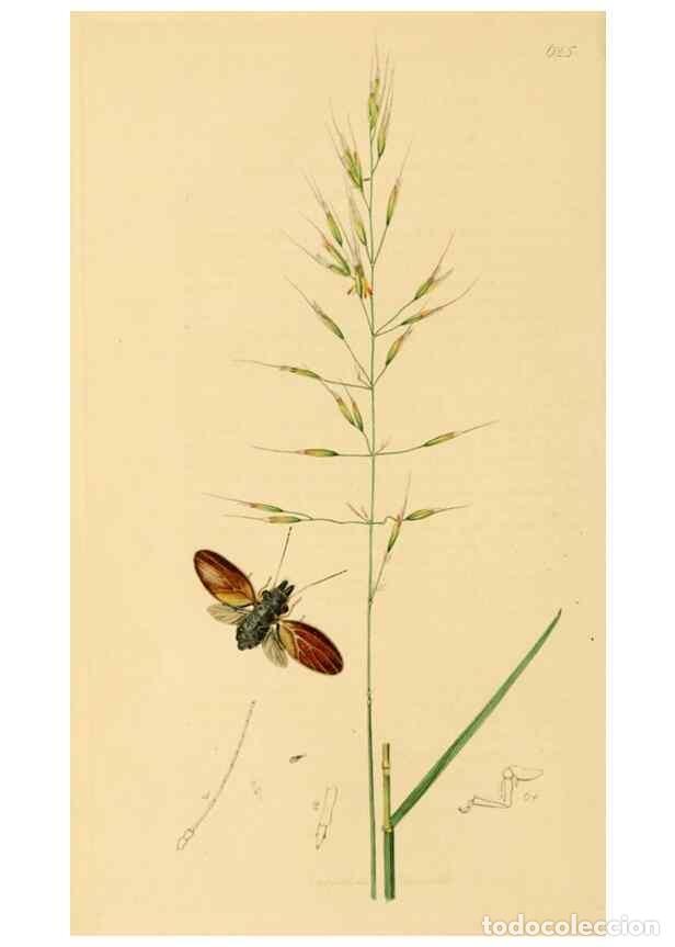 Colecionismo de Revistas e Jornais: Reproducci&oacute;n/Reproduction 49641133507: British entomology :. London,Printed for the author,1823-1840