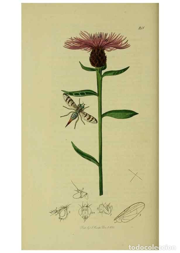 Colecionismo de Revistas e Jornais: Reproducci&oacute;n/Reproduction 49641222007: British entomology :. London,Printed for the author,1823-1840