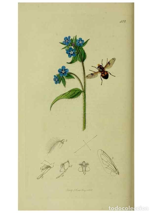Colecionismo de Revistas e Jornais: Reproducci&oacute;n/Reproduction 49640417098: British entomology :. London,Printed for the author,1823-1840