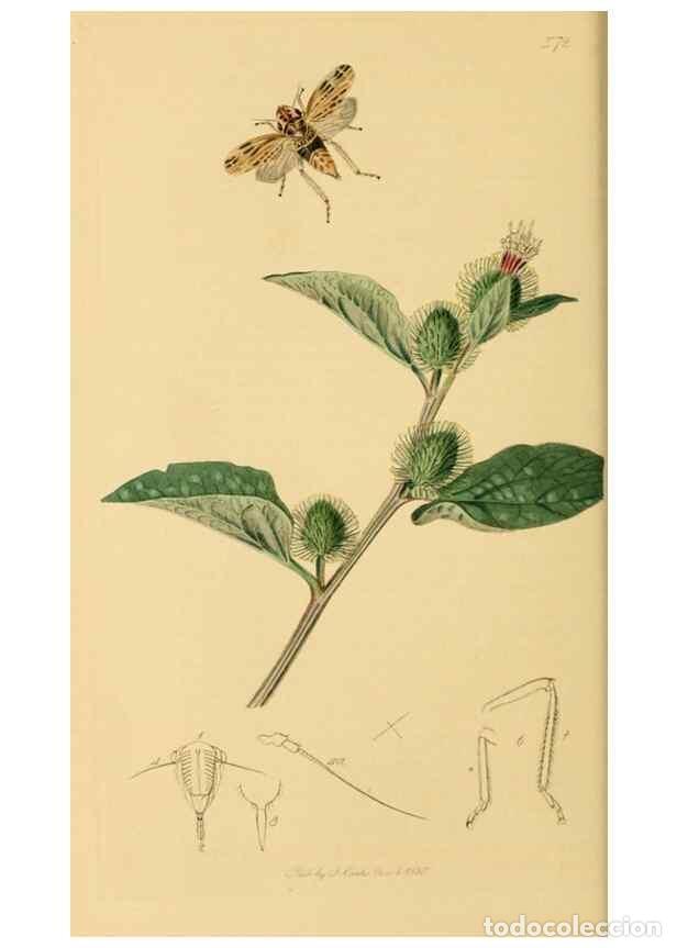 Colecionismo de Revistas e Jornais: Reproducci&oacute;n/Reproduction 49641135267: British entomology :. London,Printed for the author,1823-1840