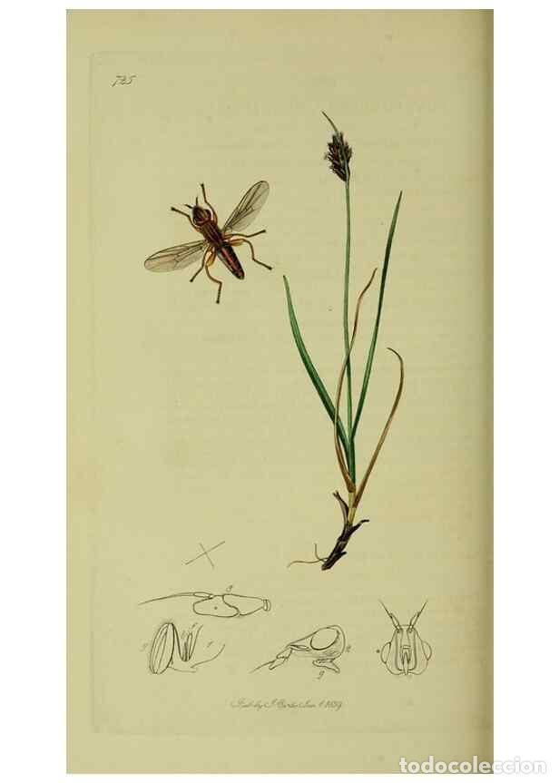 Colecionismo de Revistas e Jornais: Reproducci&oacute;n/Reproduction 49640426003: British entomology :. London,Printed for the author,1823-1840