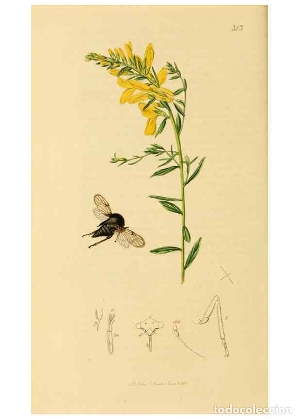 Colecionismo de Revistas e Jornais: Reproducci&oacute;n/Reproduction 49640863286: British entomology :. London,Printed for the author,1823-1840