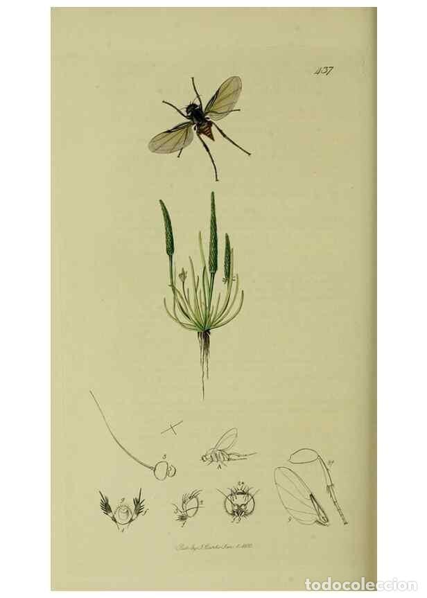 Colecionismo de Revistas e Jornais: Reproducci&oacute;n/Reproduction 49640950806: British entomology :. London,Printed for the author,1823-1840