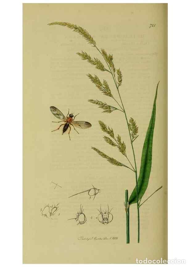 Colecionismo de Revistas e Jornais: Reproducci&oacute;n/Reproduction 49640949946: British entomology :. London,Printed for the author,1823-1840