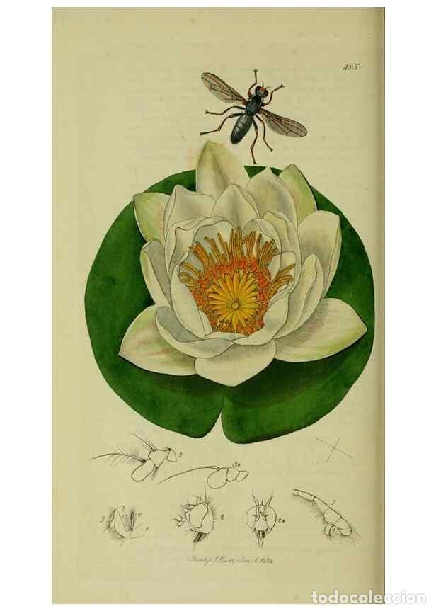 Colecionismo de Revistas e Jornais: Reproducci&oacute;n/Reproduction 49641220487: British entomology :. London,Printed for the author,1823-1840