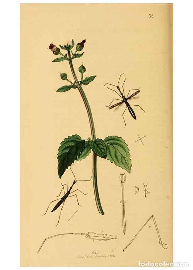 Colecionismo de Revistas e Jornais: Reproducci&oacute;n/Reproduction 49641140892: British entomology :. London,Printed for the author,1823-1840