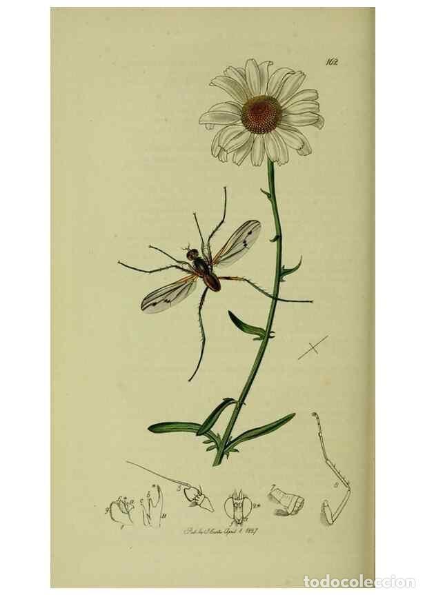 Colecionismo de Revistas e Jornais: Reproducci&oacute;n/Reproduction 49641216387: British entomology :. London,Printed for the author,1823-1840