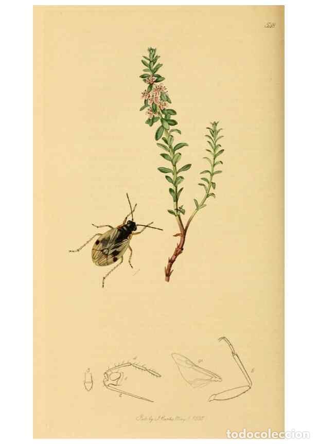 Colecionismo de Revistas e Jornais: Reproducci&oacute;n/Reproduction 49640868436: British entomology :. London,Printed for the author,1823-1840