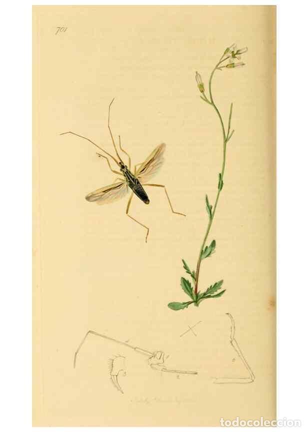 Colecionismo de Revistas e Jornais: Reproducci&oacute;n/Reproduction 49641144022: British entomology :. London,Printed for the author,1823-1840
