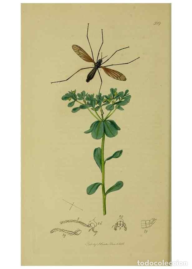 Colecionismo de Revistas e Jornais: Reproducci&oacute;n/Reproduction 49641198492: British entomology :. London,Printed for the author,1823-1840