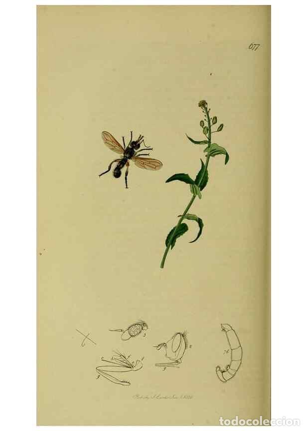 Colecionismo de Revistas e Jornais: Reproducci&oacute;n/Reproduction 49641217512: British entomology :. London,Printed for the author,1823-1840