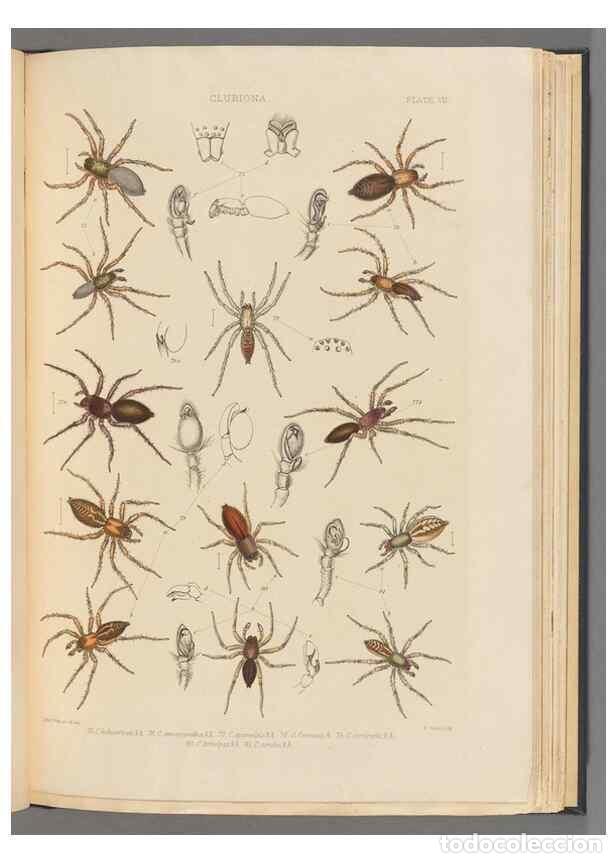 Collezionismo di Riviste e Giornali: Reproducci&oacute;n/Reproduction 49643688177: A history of the spiders of Great Britain and Ireland /. Lond