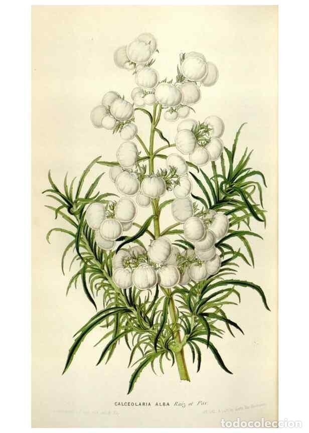 Collezionismo di Riviste e Giornali: Reproducci&oacute;n/Reproduction 49643761687: Flore des serres et des jardins de l'Europe. A Gand :chez Lou