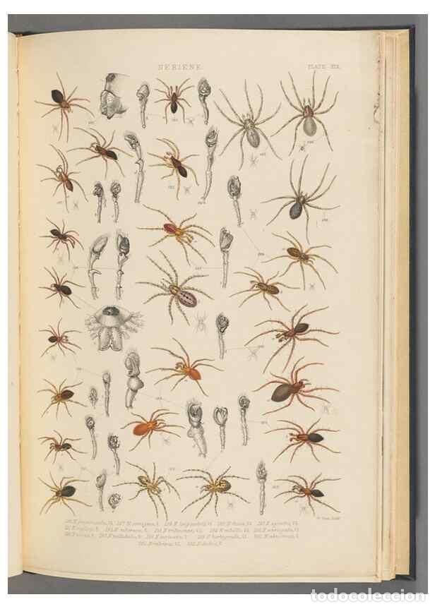 Collezionismo di Riviste e Giornali: Reproducci&oacute;n/Reproduction 49643415351: A history of the spiders of Great Britain and Ireland /. Lond