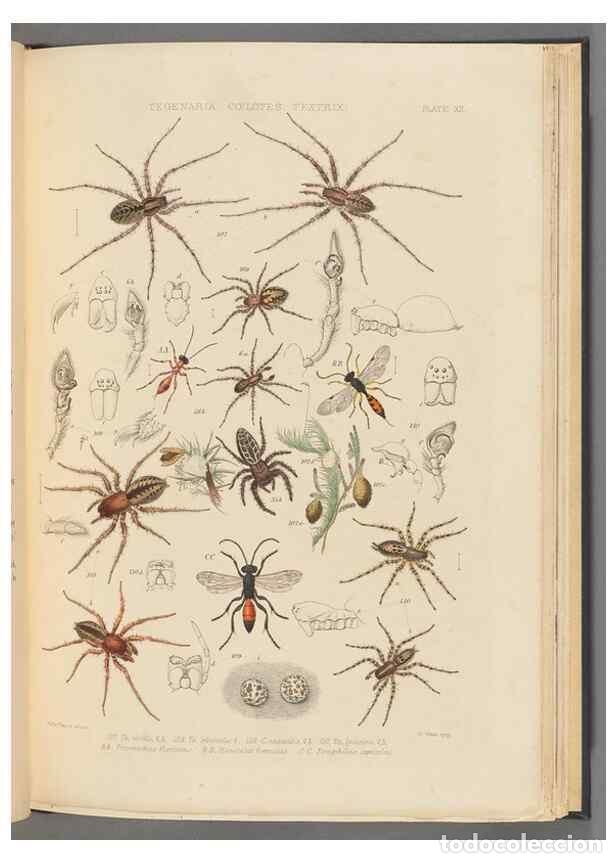 Collezionismo di Riviste e Giornali: Reproducci&oacute;n/Reproduction 49642886808: A history of the spiders of Great Britain and Ireland /. Lond