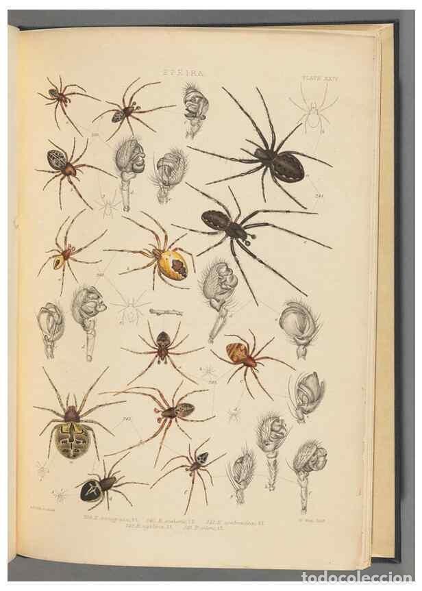 Collezionismo di Riviste e Giornali: Reproducci&oacute;n/Reproduction 49643690962: A history of the spiders of Great Britain and Ireland /. Lond