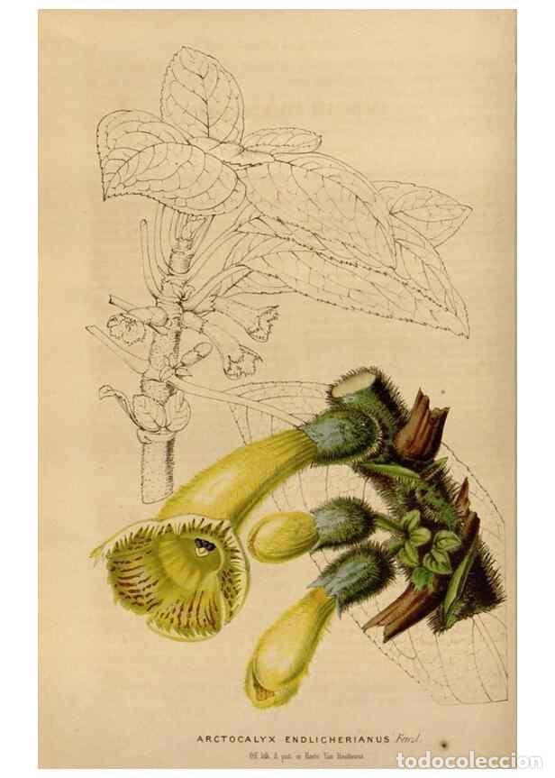 Collezionismo di Riviste e Giornali: Reproducci&oacute;n/Reproduction 49643737852: Flore des serres et des jardins de l'Europe. A Gand :chez Lou