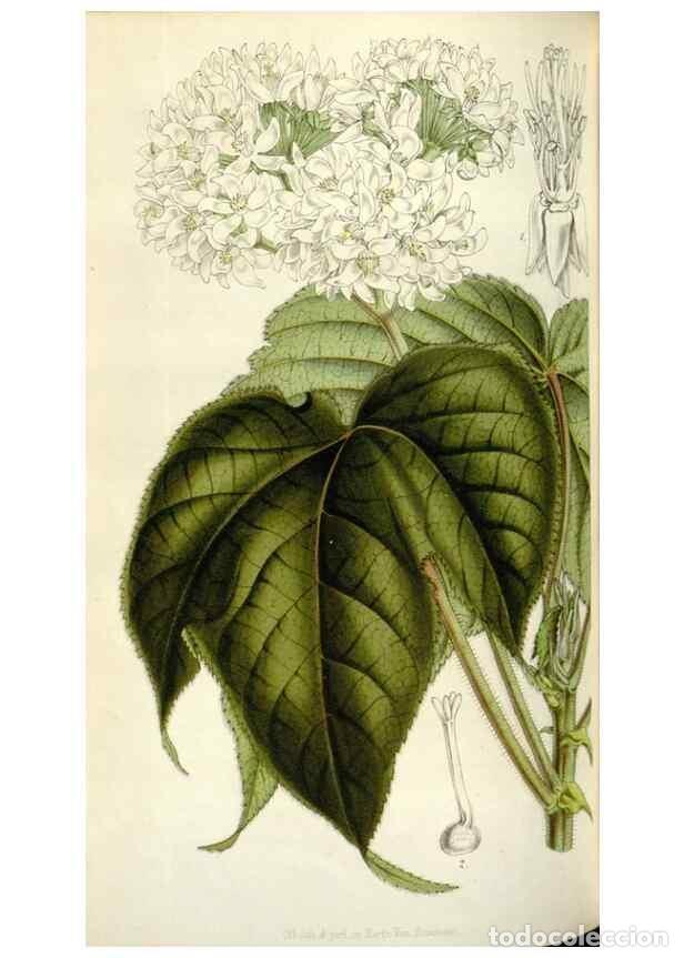 Collezionismo di Riviste e Giornali: Reproducci&oacute;n/Reproduction 49642955758: Flore des serres et des jardins de l'Europe. A Gand :chez Lou