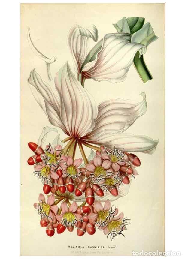 Collezionismo di Riviste e Giornali: Reproducci&oacute;n/Reproduction 49643744422: Flore des serres et des jardins de l'Europe. A Gand :chez Lou