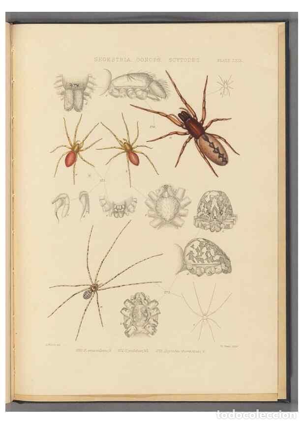 Collezionismo di Riviste e Giornali: Reproducci&oacute;n/Reproduction 49642889743: A history of the spiders of Great Britain and Ireland /. Lond