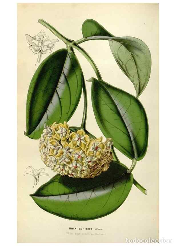 Collezionismo di Riviste e Giornali: Reproducci&oacute;n/Reproduction 49642942418: Flore des serres et des jardins de l'Europe. A Gand :chez Lou