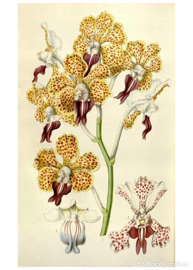 Collezionismo di Riviste e Giornali: Reproducci&oacute;n/Reproduction 49643762702: Flore des serres et des jardins de l'Europe. A Gand :chez Lou