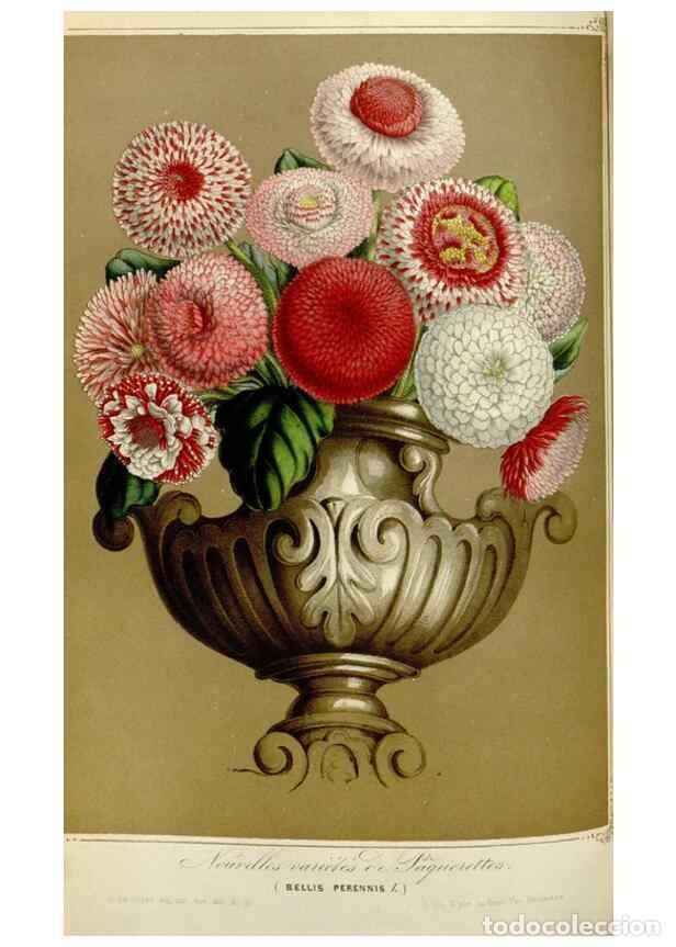 Collezionismo di Riviste e Giornali: Reproducci&oacute;n/Reproduction 49643471396: Flore des serres et des jardins de l'Europe. A Gand :chez Lou