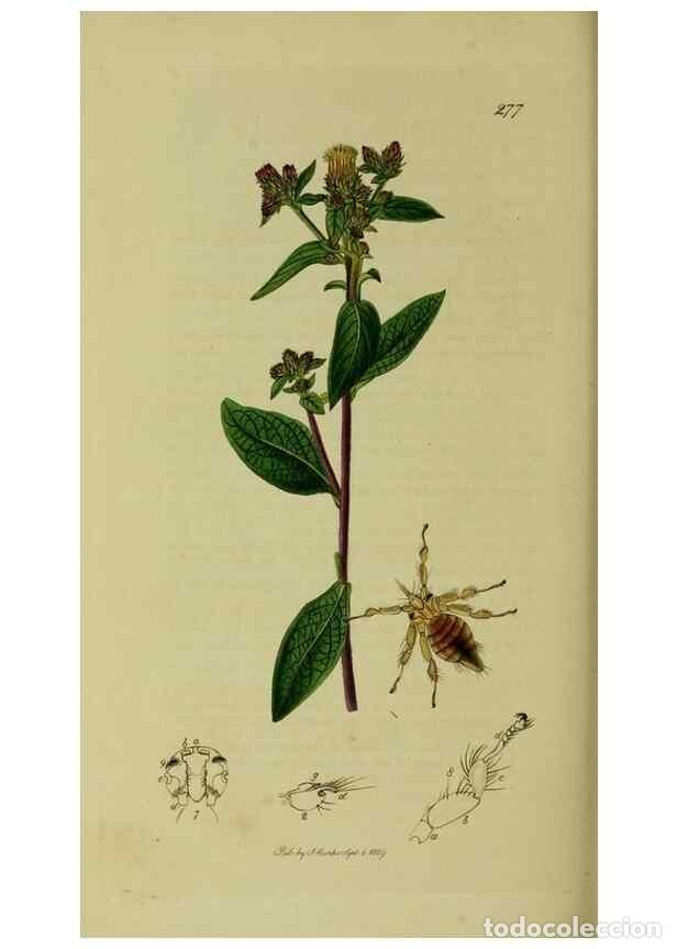 Collezionismo di Riviste e Giornali: Reproducci&oacute;n/Reproduction 49641228012: British entomology :. London,Printed for the author,1823-1840