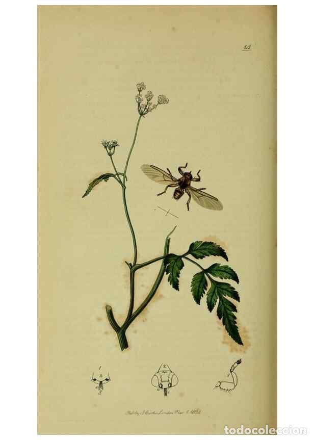 Collezionismo di Riviste e Giornali: Reproducci&oacute;n/Reproduction 49640951411: British entomology :. London,Printed for the author,1823-1840