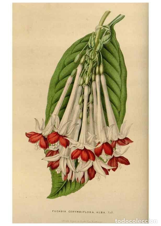 Collezionismo di Riviste e Giornali: Reproducci&oacute;n/Reproduction 49642934608: Flore des serres et des jardins de l'Europe. A Gand :chez Lou