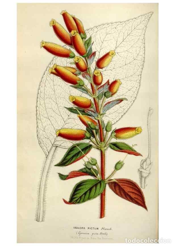 Colecionismo de Revistas e Jornais: Reproducci&oacute;n/Reproduction 49643748102: Flore des serres et des jardins de l'Europe. A Gand :chez Lou