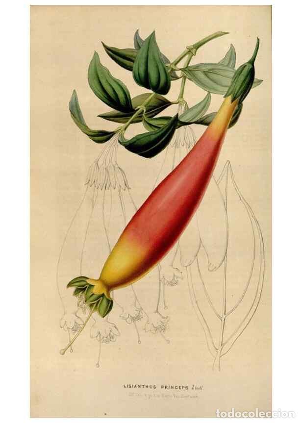 Colecionismo de Revistas e Jornais: Reproducci&oacute;n/Reproduction 49643740662: Flore des serres et des jardins de l'Europe. A Gand :chez Lou